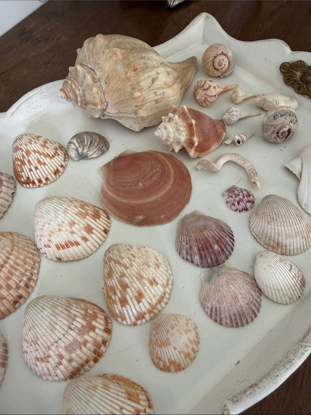 90s Seashell Collection Jersey Shore & Florida